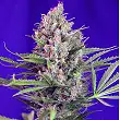 Cream Mandarine Fast Version - Sweet Seeds