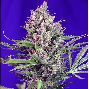 Cream Mandarine Fast Version - Sweet Seeds