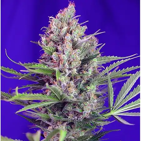 Cream Mandarine Fast Version - Sweet Seeds