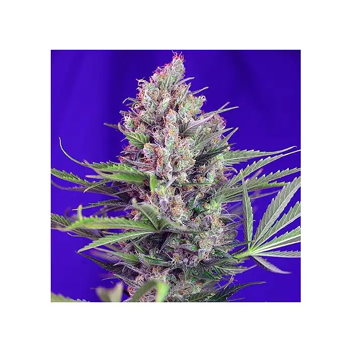 Cream Mandarine Fast Version - Sweet Seeds