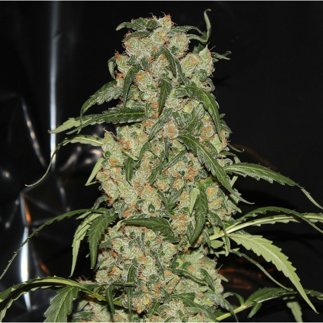 Blue Grape Dream