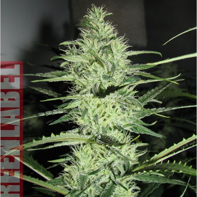 Ace Silver Haze Ace Silver Haze