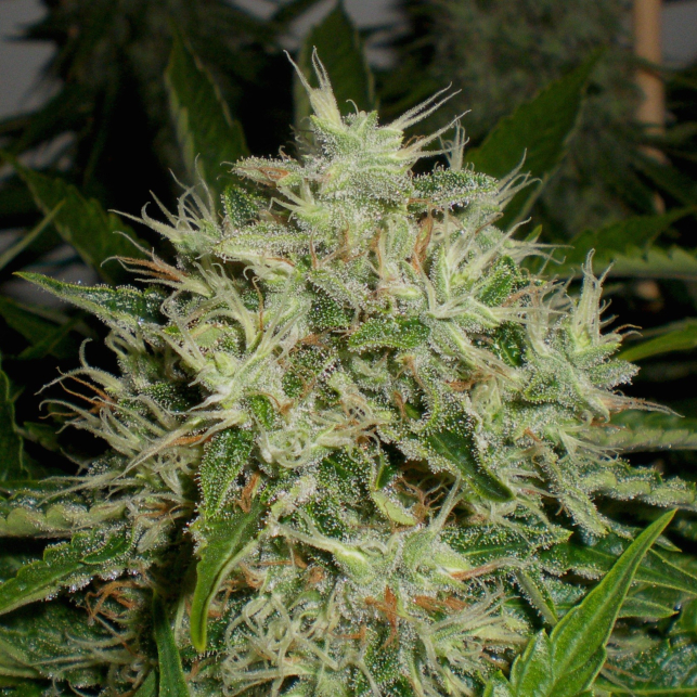 AK Widow 47