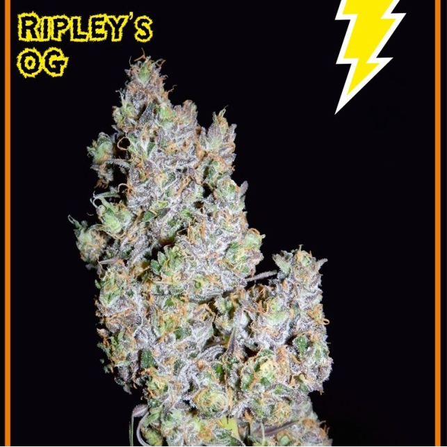 Ripley's OG