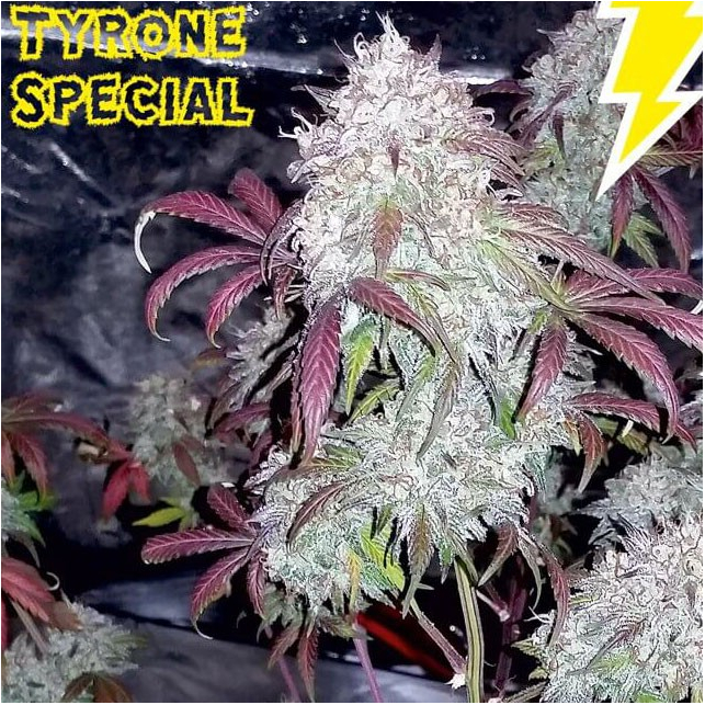 Tyrone Special