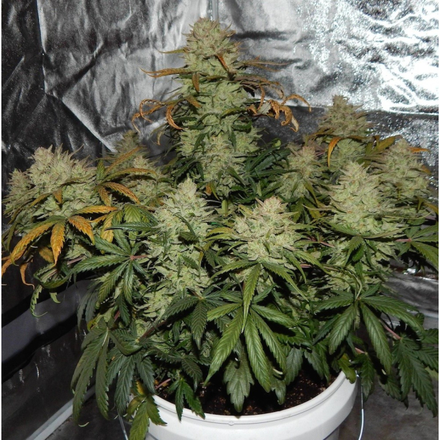 Walter White