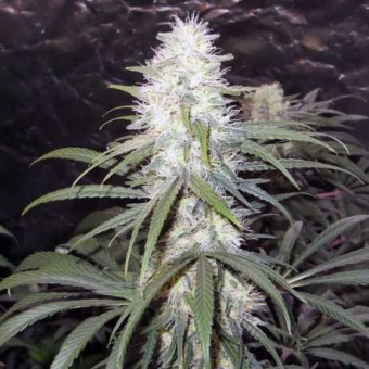 Hawaii Maui Waui Regular - Nirvana