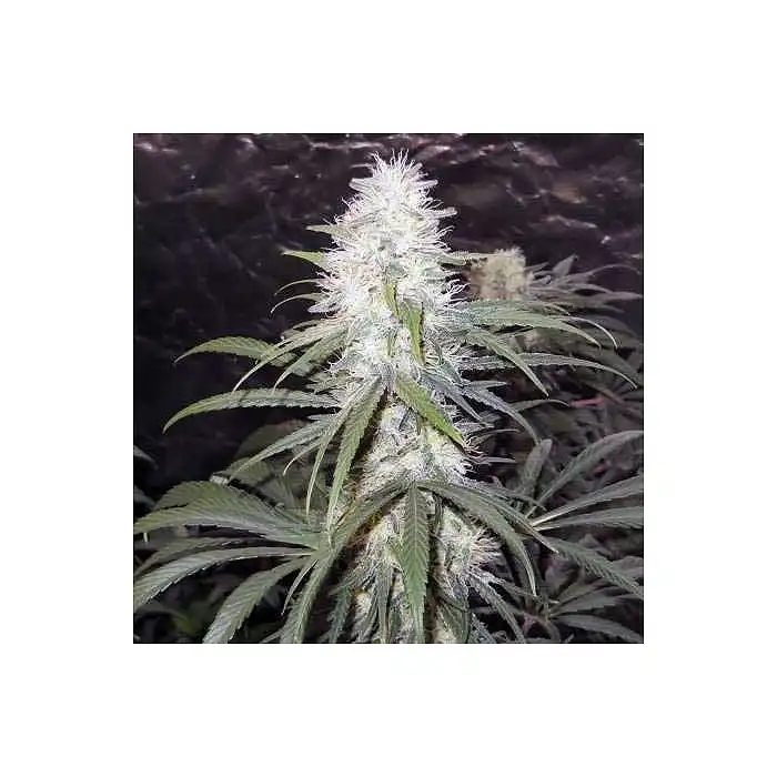 Hawaii Maui Waui Regular - Nirvana