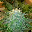 Raspberry Cough Regular - Nirvana Raspberry Cough Regular - Nirvana