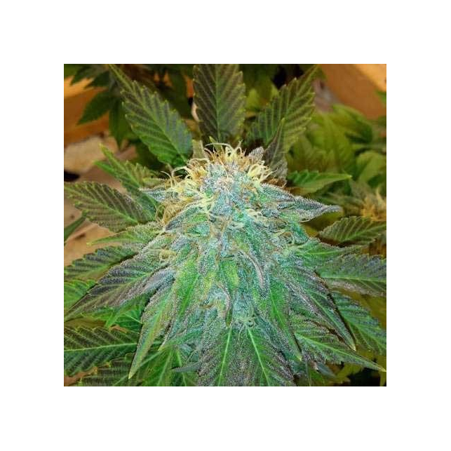 Raspberry Cough Regular