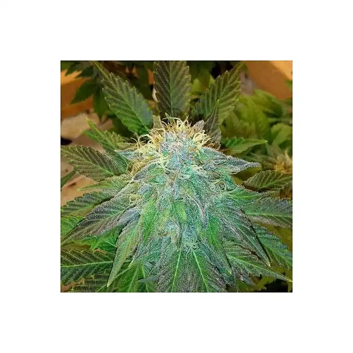 Raspberry Cough Regular - Nirvana