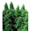 Ruderalis Skunk Regular - Sensi Seeds