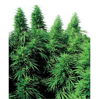 Ruderalis Skunk Regular - Sensi Seeds