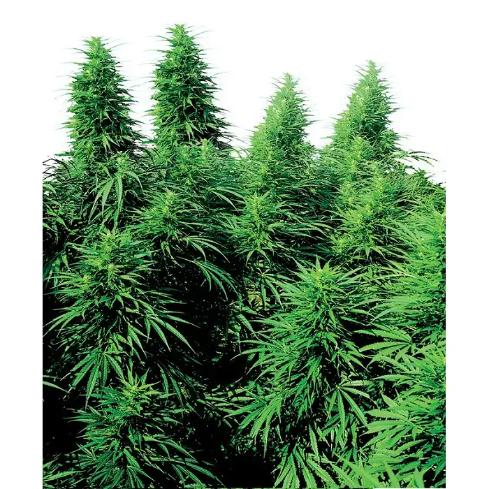Ruderalis Skunk Regular - Sensi Seeds