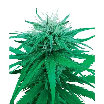 Ruderalis Indica Regular - Sensi Seeds