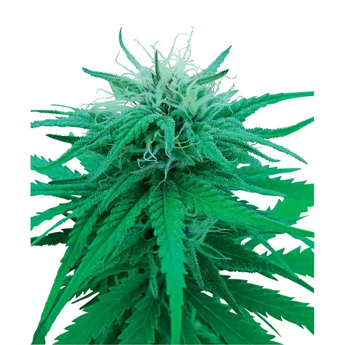 Ruderalis Indica Regular - Sensi Seeds