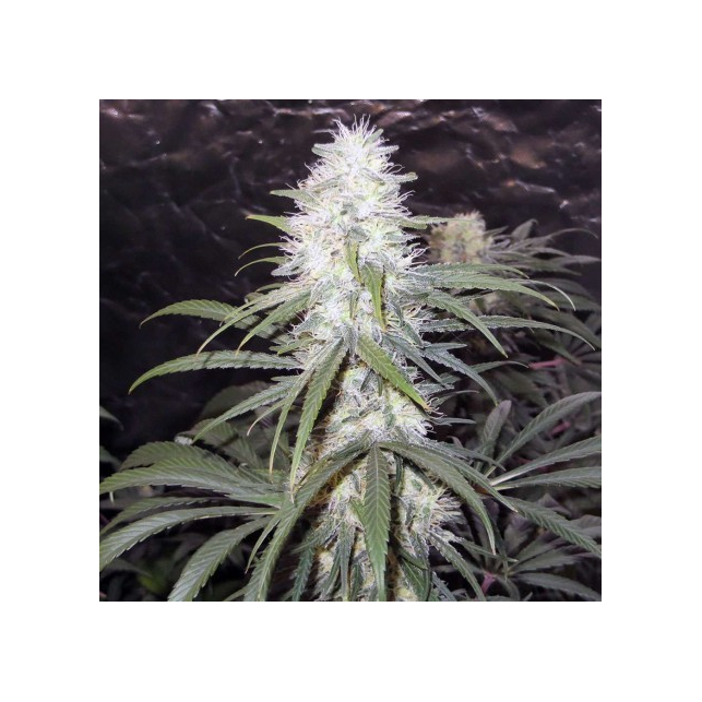 Sterling Haze Regular
