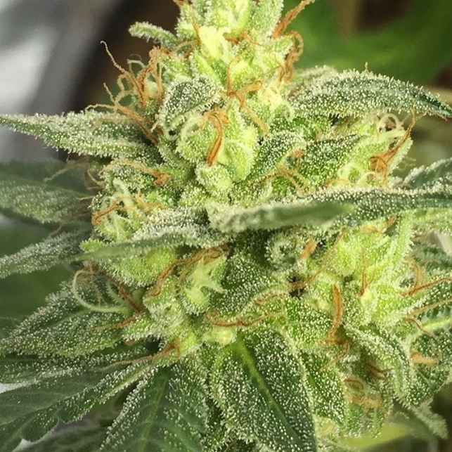 Tasman Haze Regular