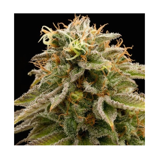 Lemon Thai Kush Régulier