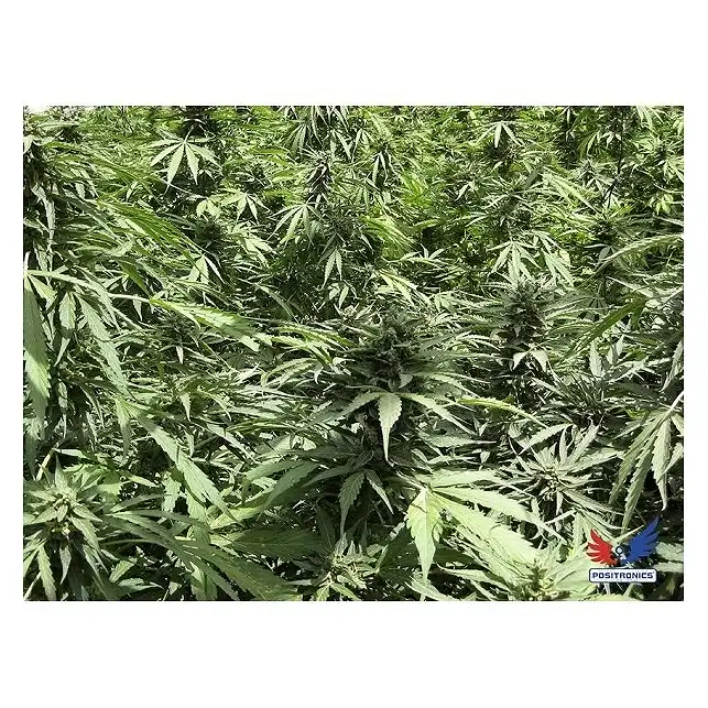 Afghan Express - Positronics