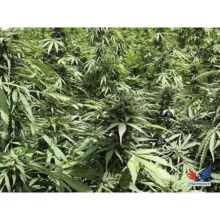 Afghan Express - Positronics