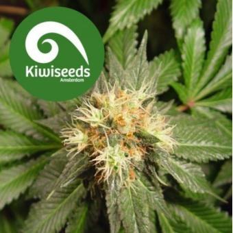 Hindu Kush Regular - Kiwi Seeds