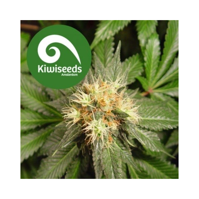 Hindu Kush Regular - Kiwi Seeds