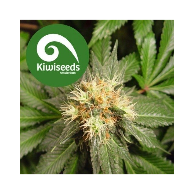 Hindu Kush Regular