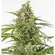 Cheese CBD Auto - Dinafem Seeds