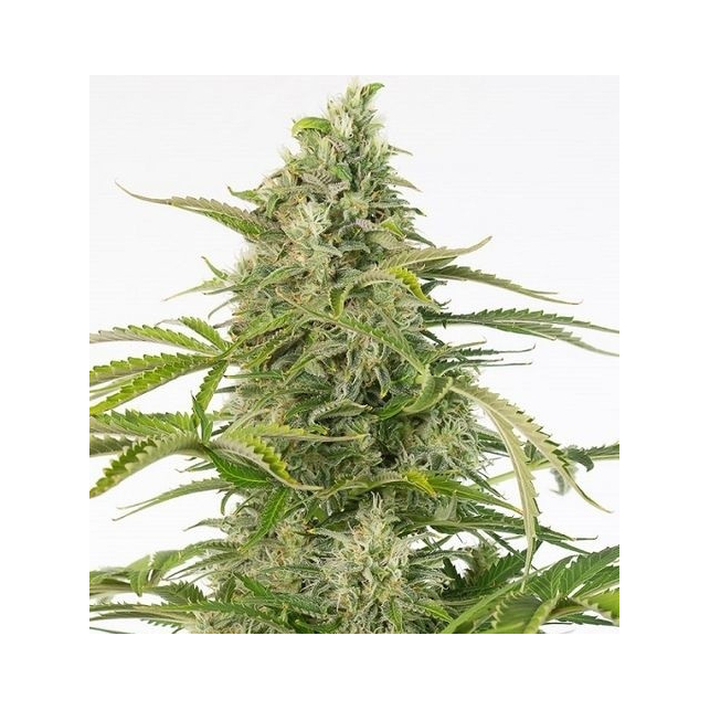 Cheese CBD Auto