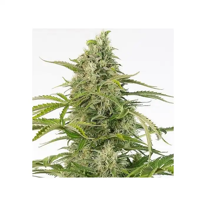 Cheese CBD Auto - Dinafem Seeds