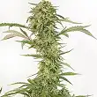 Og Kush CBD Auto - Dinafem Seeds