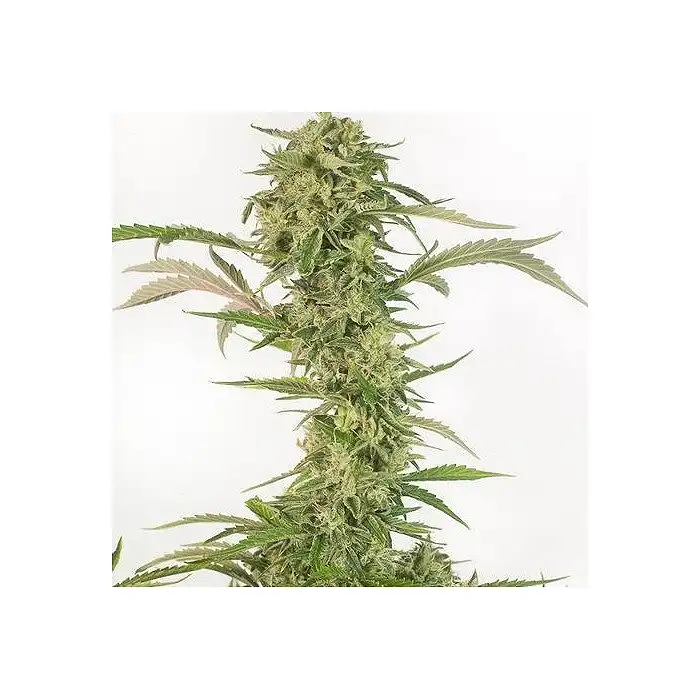 Og Kush CBD Auto - Dinafem Seeds