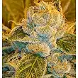 Sour Diesel - Ripper Seeds Sour Diesel - Ripper Seeds