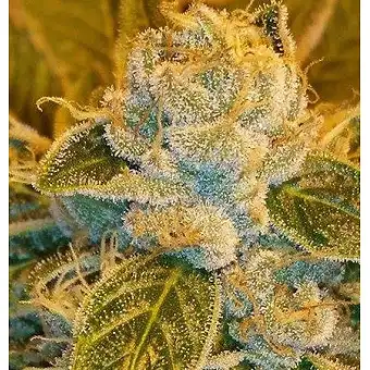 Sour Diesel - Ripper Seeds