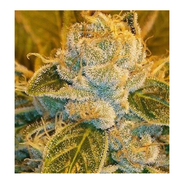Sour Diesel
