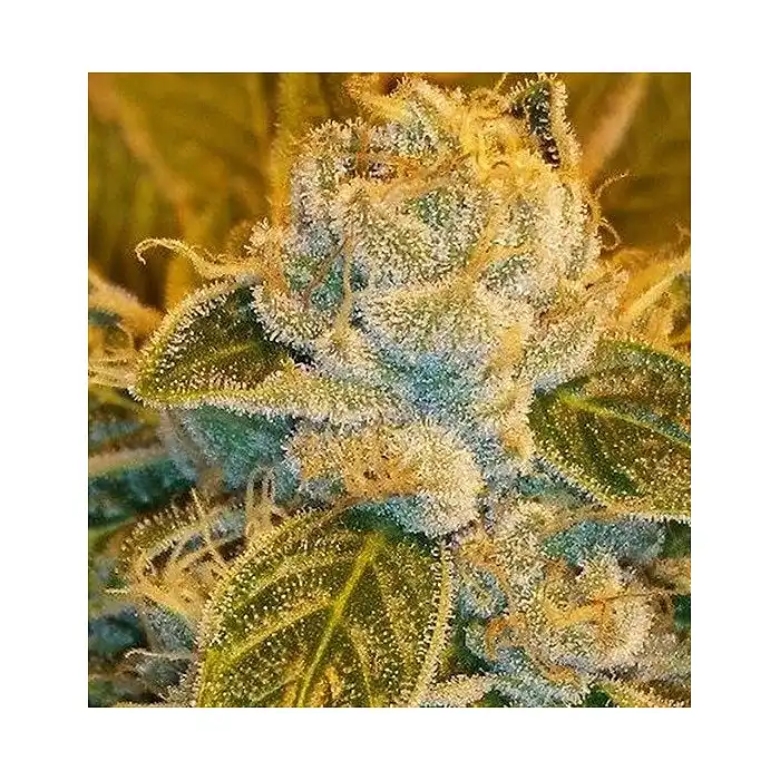 Sour Diesel - Ripper Seeds