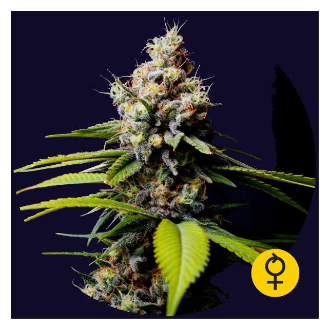 Blueberry 420 - The Bulldog Seeds