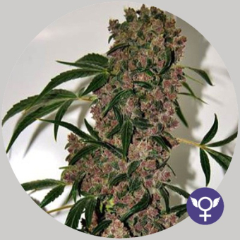 Girl Scout Cookies XTRM