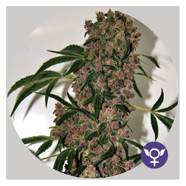 XTRM Galletas Girl Scout