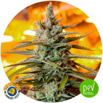 Northern Light Auto - The Bulldog Seeds