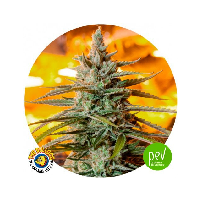 Northern Light Auto