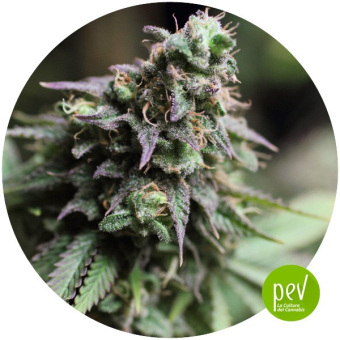 Blue Dream - The Bulldog Seeds