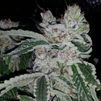 Pre 98 bubba bx2 - The Cali Connection