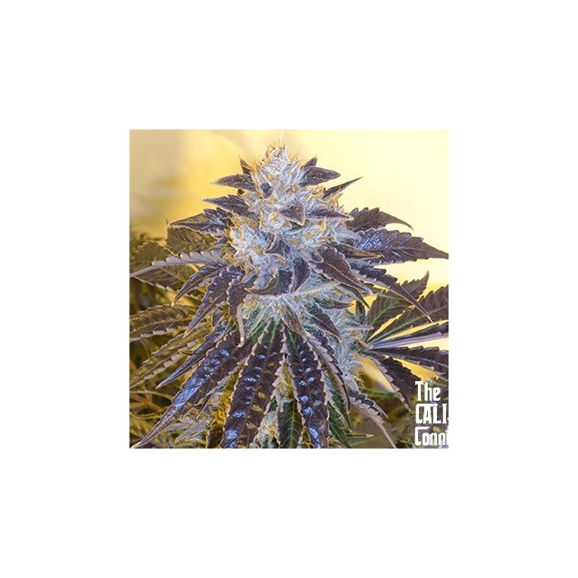 Larry Og Kush
