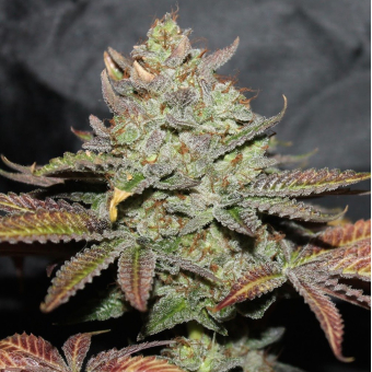 Girl Scout Cookies The Cali Connection