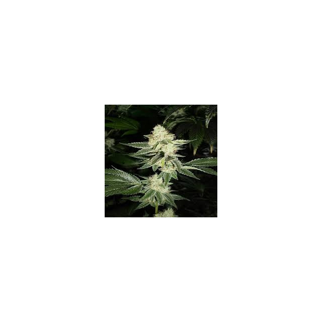 Louis XIII OG