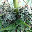 Strawberry OG - The Cali Connection Strawberry OG - The Cali Connection