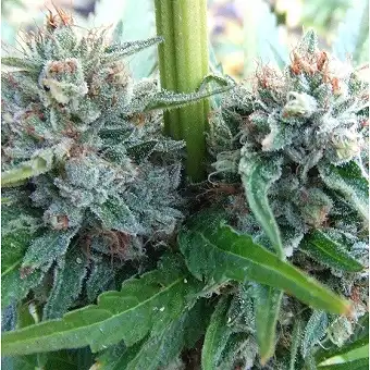 Strawberry OG - The Cali Connection