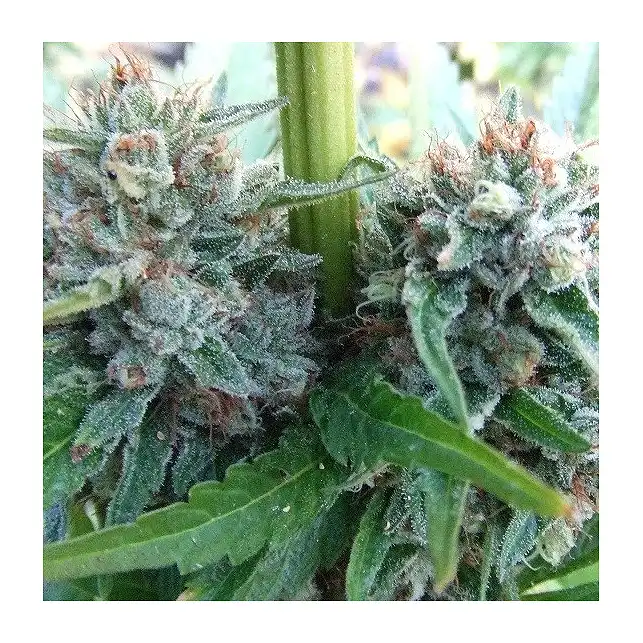 Strawberry OG - The Cali Connection